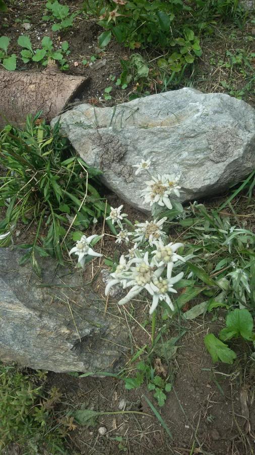 Отель Rifugio Stella Alpina Saviore dell'Adamello Экстерьер фото